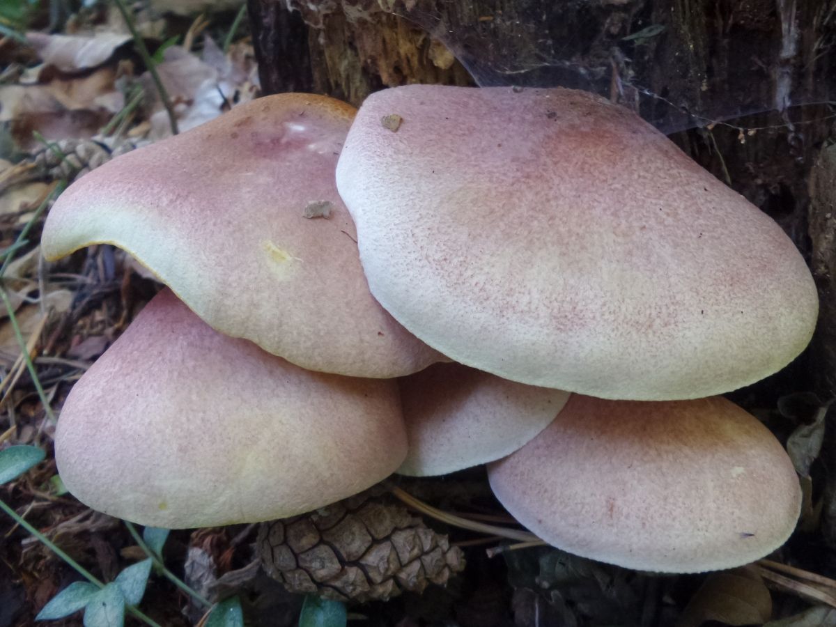 Tricholomopsis rutilans