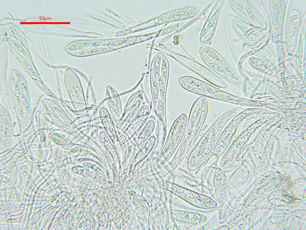 Tryblidiopsis pinastri