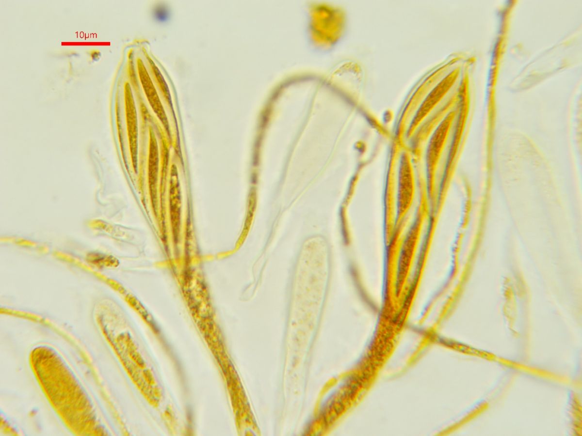 Tryblidiopsis pinastri
