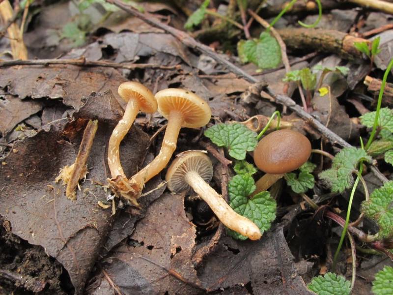 Tubaria confragosa