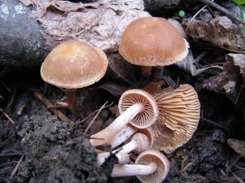 Tubaria furfuracea