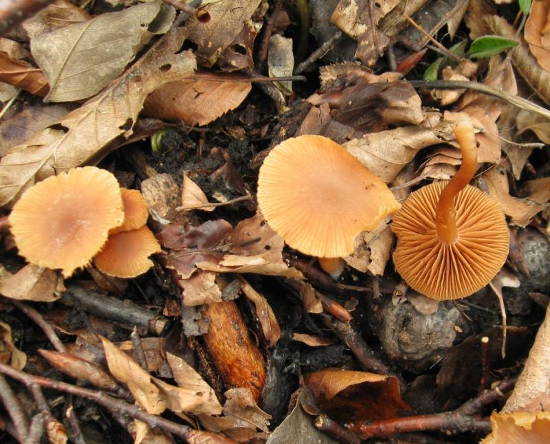 Tubaria furfuracea