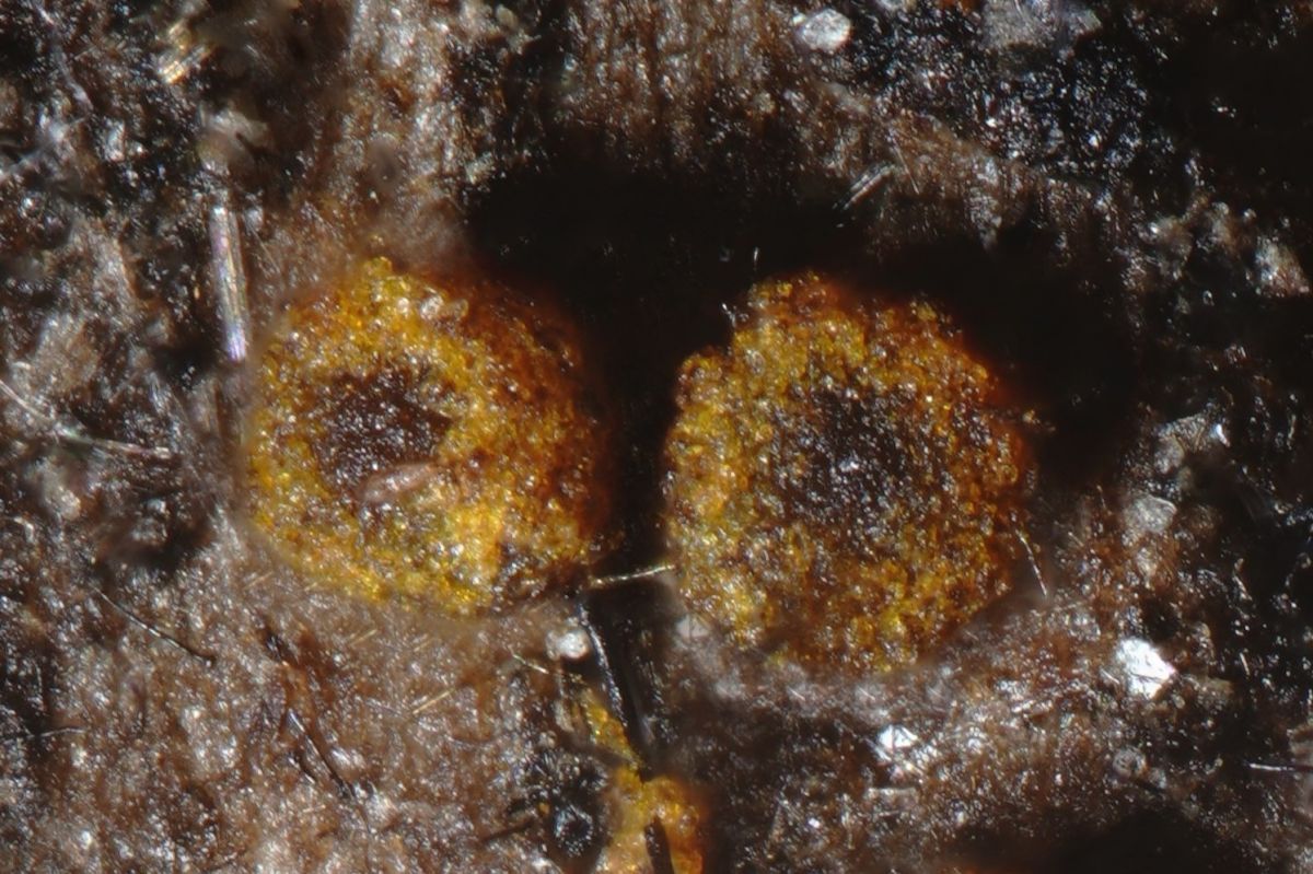 Tubeufia cerea