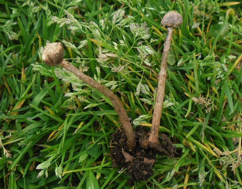 Tulostoma brumale Tulostoma brumale