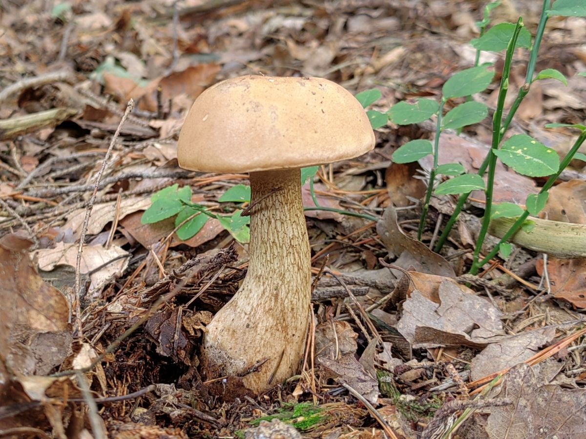 Tylopilus felleus