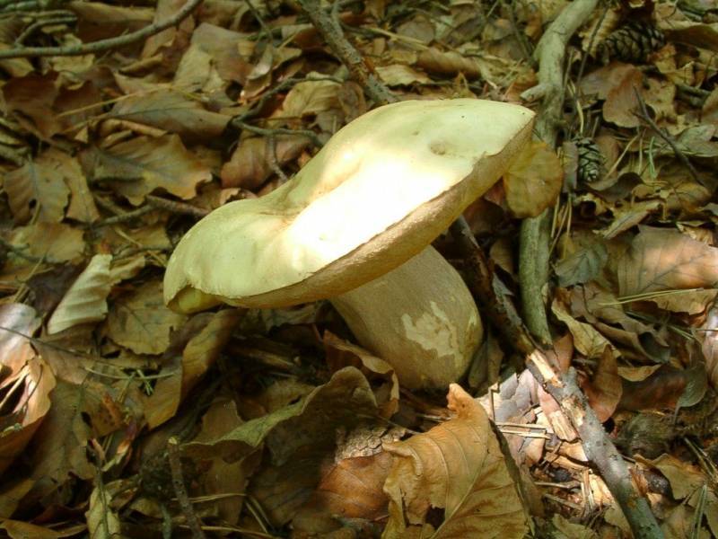 Tylopilus felleus