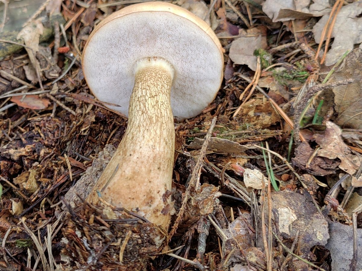 Tylopilus felleus