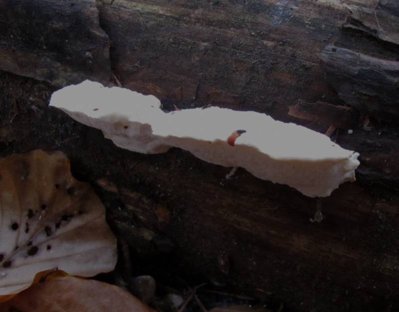 Tyromyces lacteus