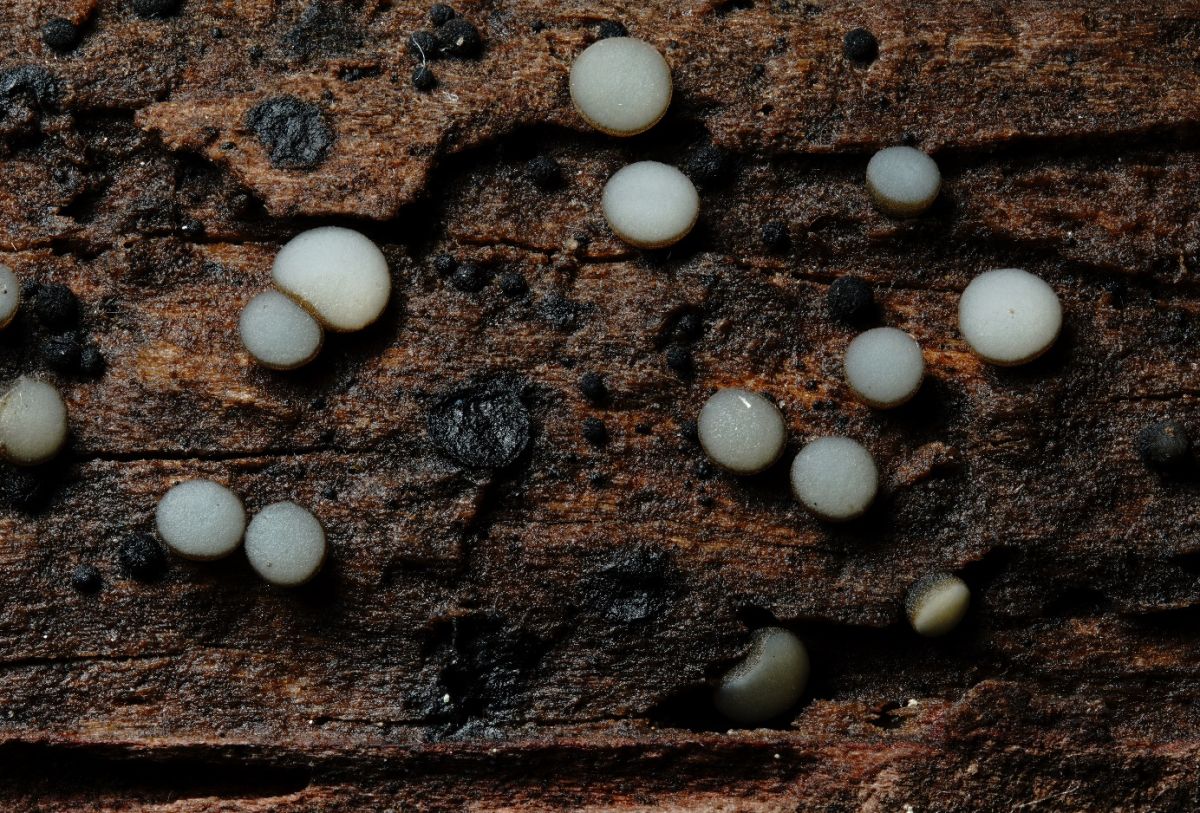 Vibrissea decolorans
