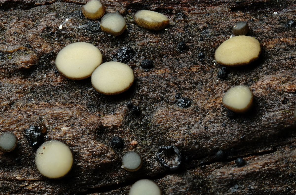 Vibrissea decolorans