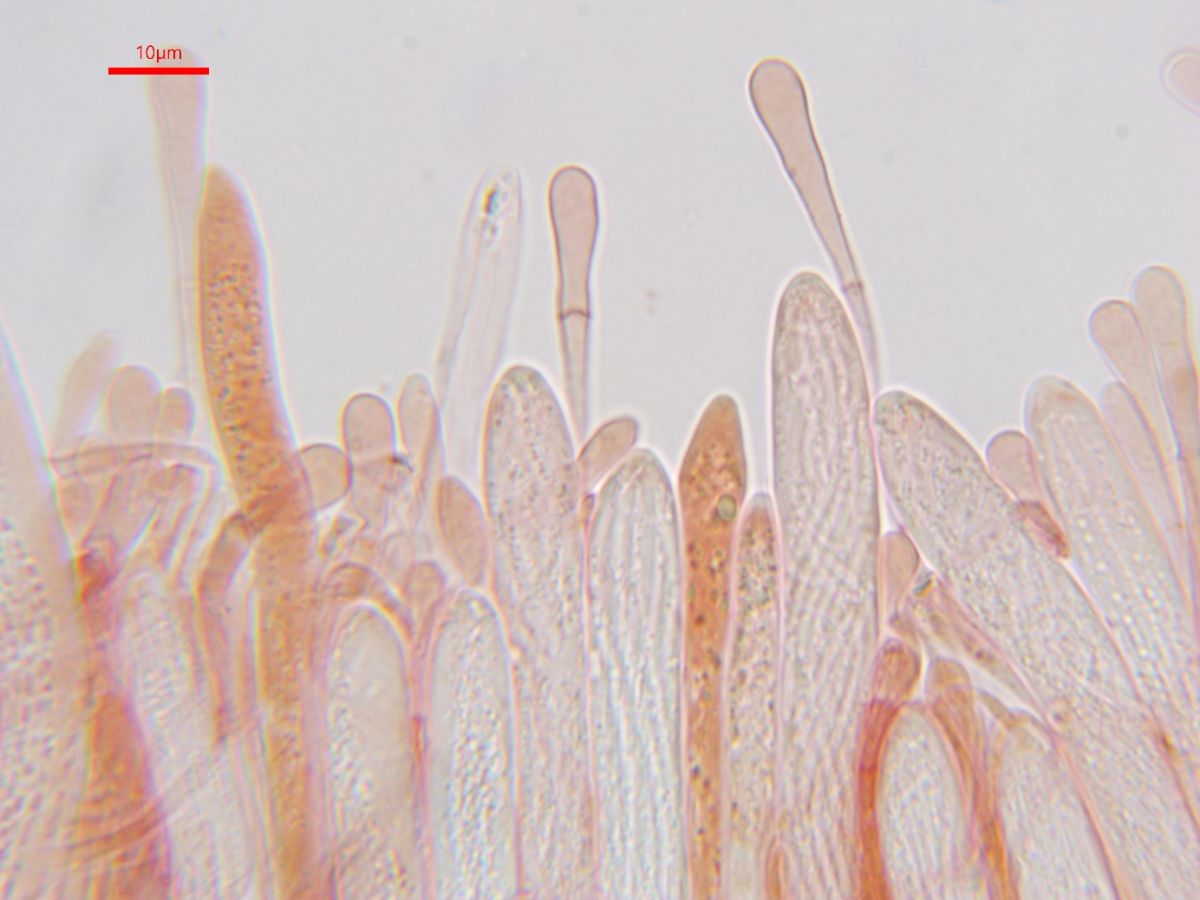 Vibrissea decolorans