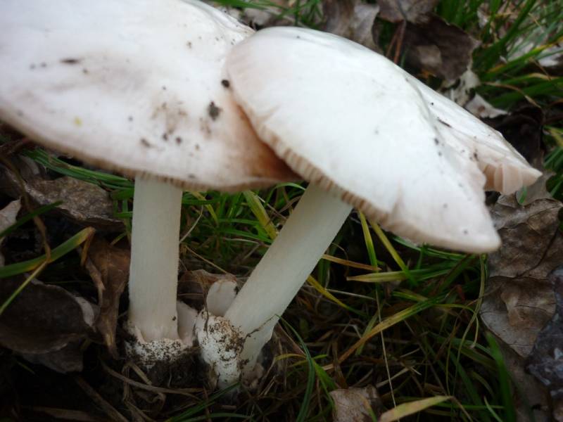 Volvariella hypopithys