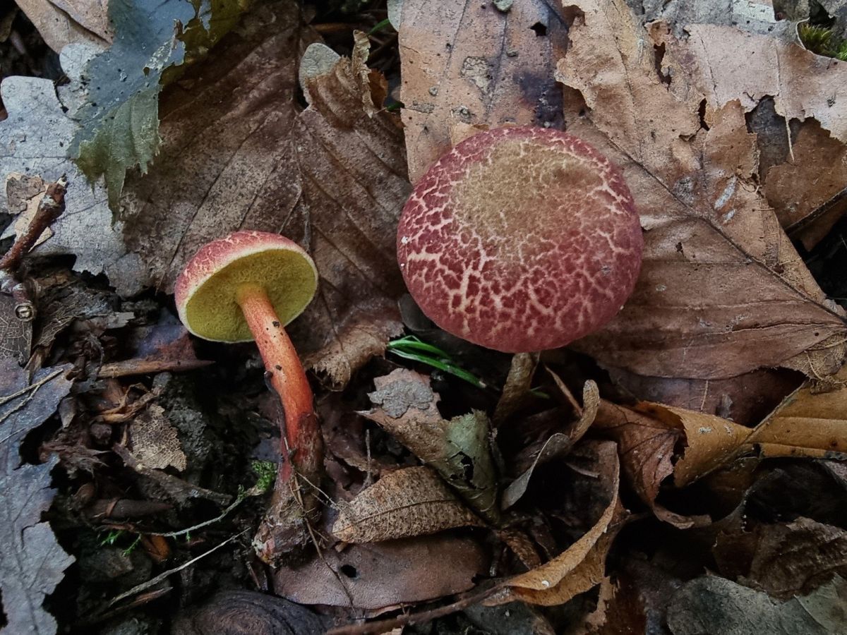 Xerocomellus fennicus