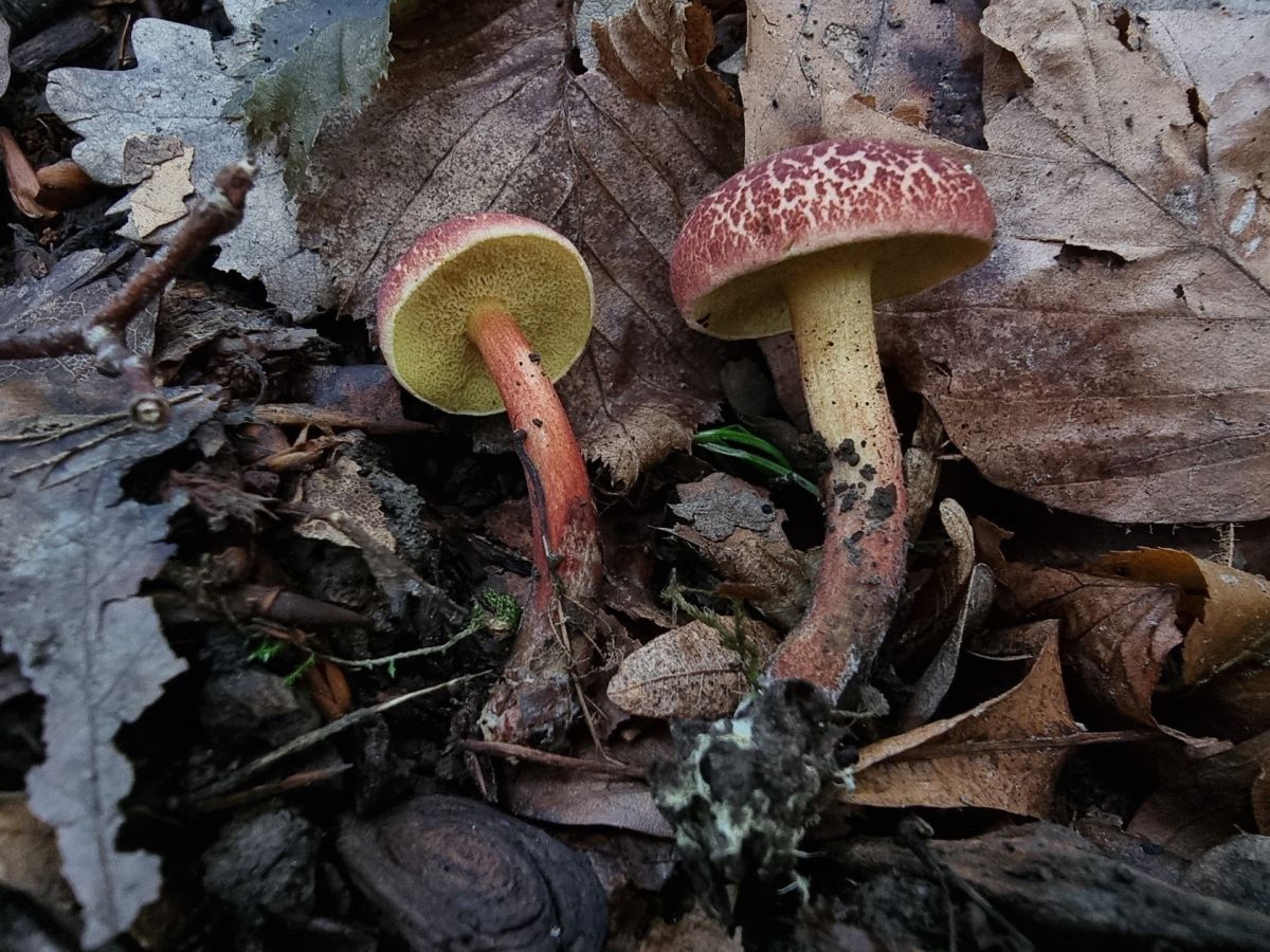 Xerocomellus fennicus