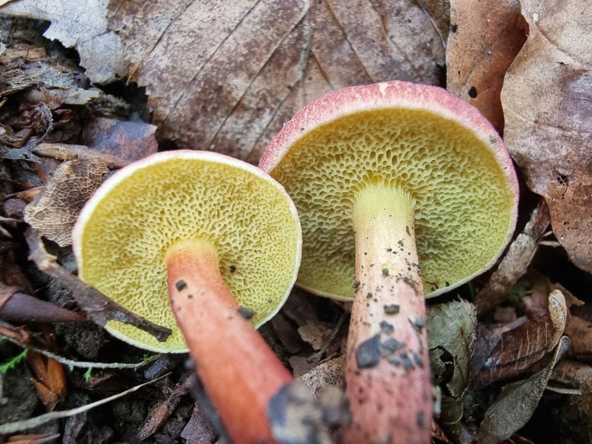 Xerocomellus fennicus