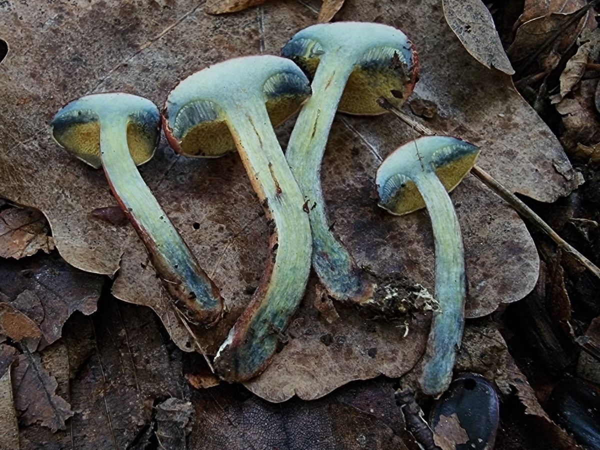 Xerocomellus fennicus