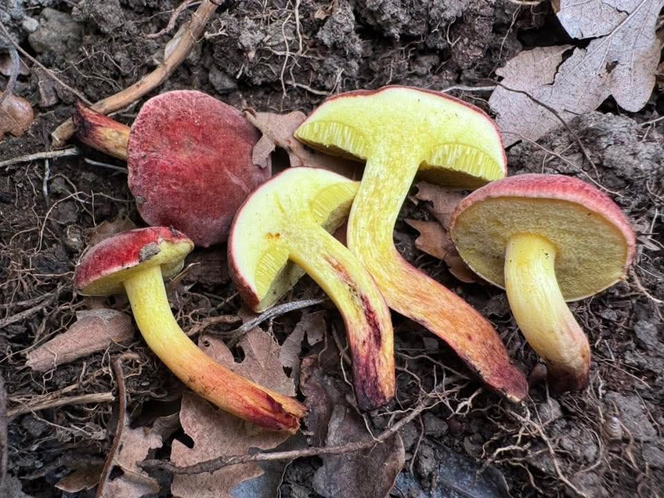 Xerocomellus redeuilhii