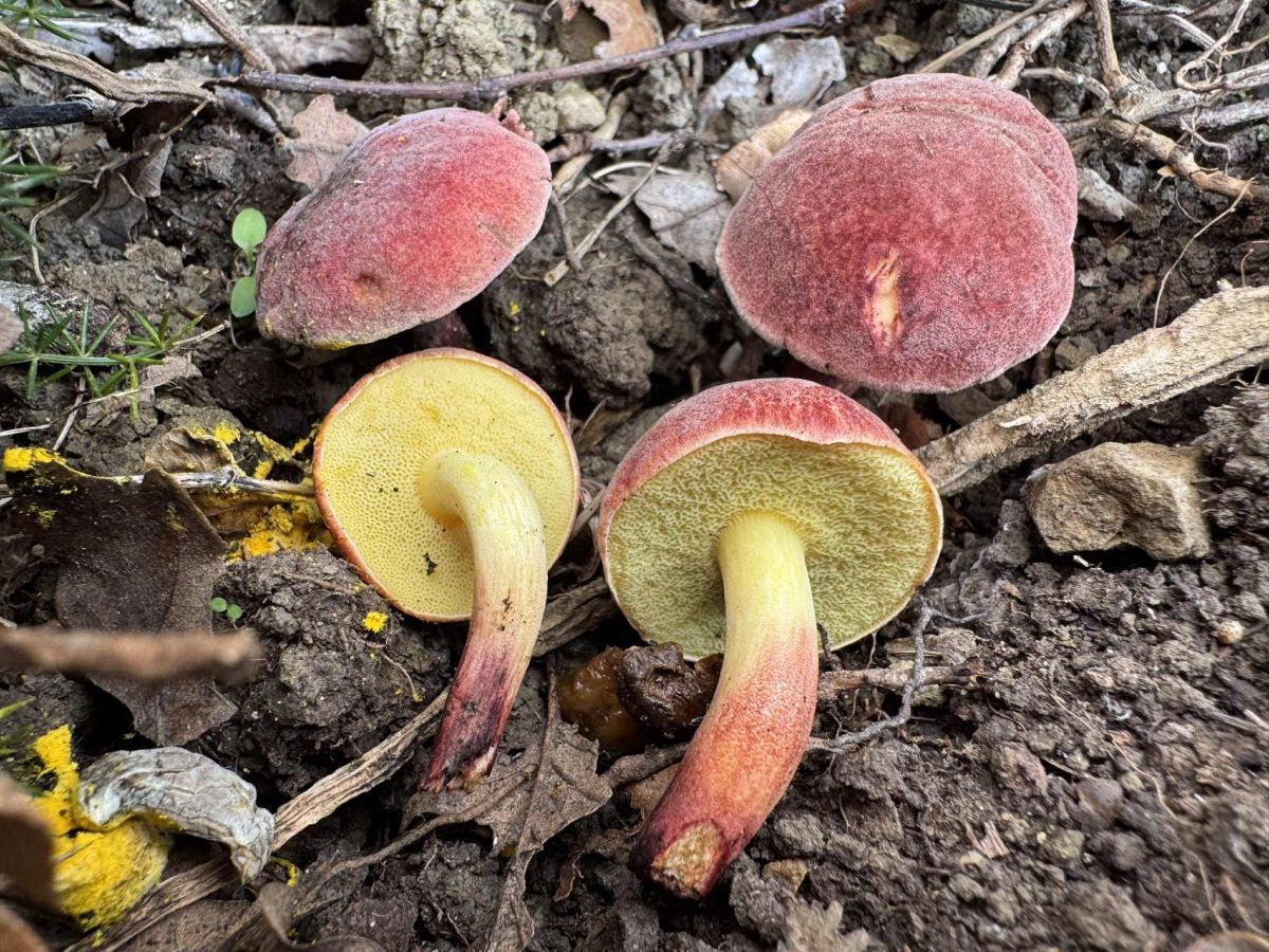 Xerocomellus redeuilhii