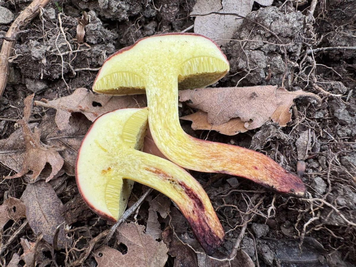 Xerocomellus redeuilhii