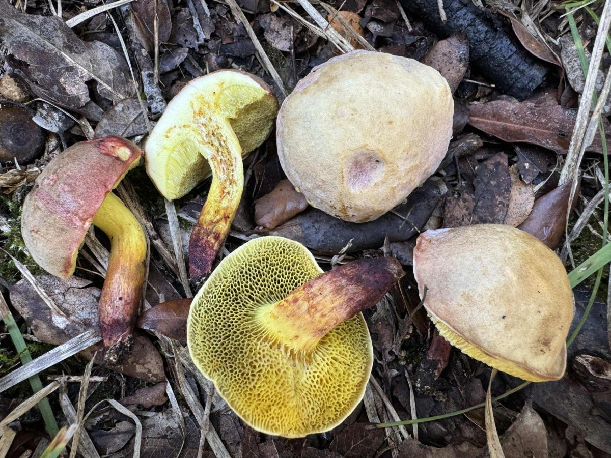 Xerocomellus redeuilhii