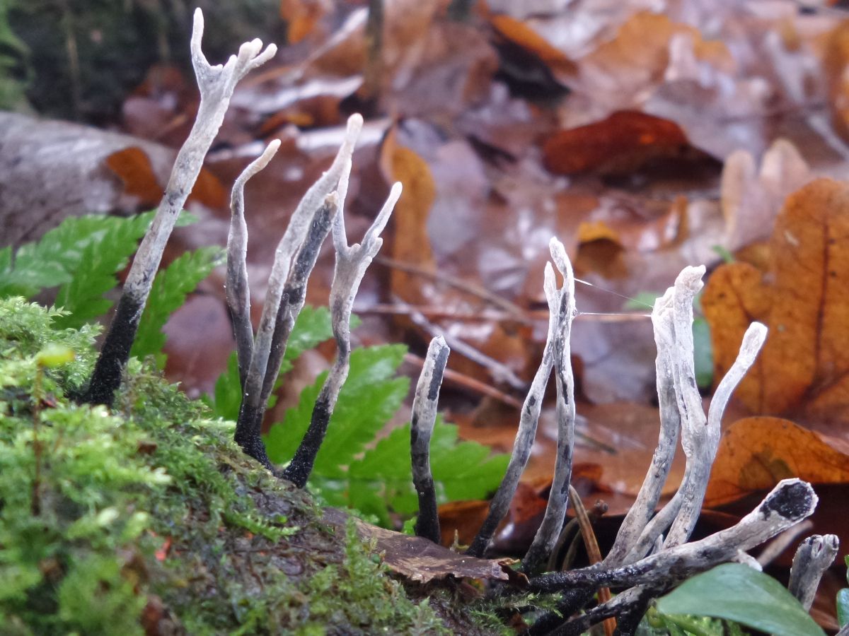 Xylaria hypoxylon