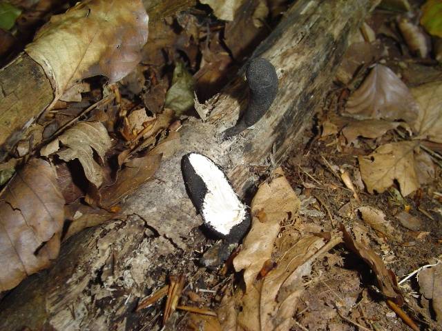 Xylaria longipes