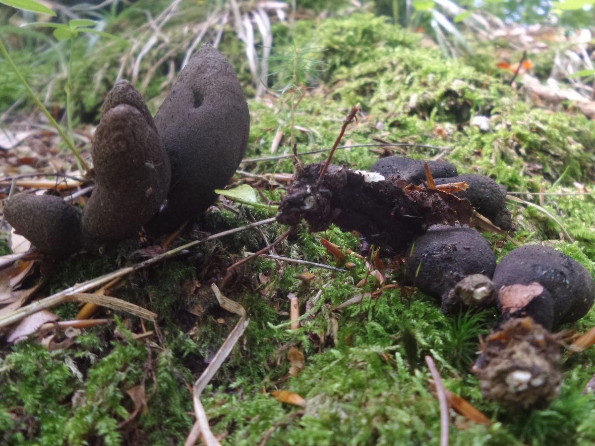 Xylaria polymorpha