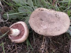 Agaricus cúpreobrúnneus, bakreni kukmak