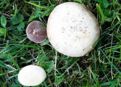 Agrócybe splendída, (svetlikava njivnica)