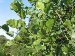 Alnus glutinosa, črna jelša