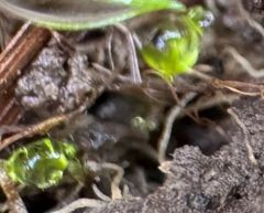 Ascóbolus virídis, zelenkasti trosostrelec