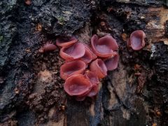 Ascocóryne cylíchnium, vijoličasta želatinka