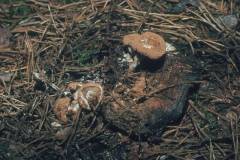 Asteróphora lycoperdoídes, navadni zajedalec