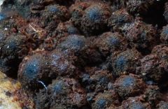 Biporíspora europaéa, evropska dvovotlica