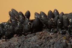 Bombárdia bombárda, gručasta kanonka