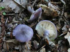 Calócybe ionídes, modrikasta lepoglavka