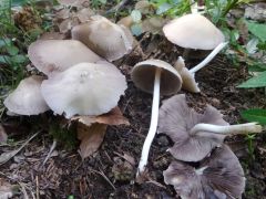 Candolleomyces candolleanus, zbledela kandolovka