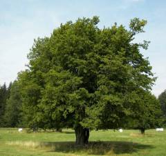 Carpinus betulus, navadni gaber