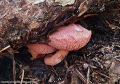 Chalcíporus rubínus, rožnati bakrenopor