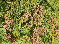 Chamaecyparis lawsoniana , lawsonowa pacipresa