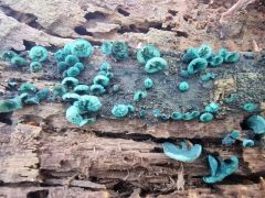 Chlorocibória aerugináscens, zelenkasti zelenivec