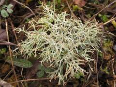 Cladonia portentosa, grmičasta kladonija