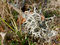 Cladonia rangiferina, Rogovilasta kladonija