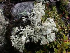 Cladonia stellaris, jelenčja kladonija