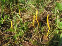 Clavulinópsis hélvola, rumena grivuša