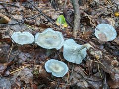 Clitócybe odóra, janeževa livka