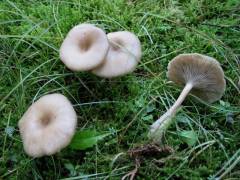 Clitócybe phaeophthálma, vodenasta livka