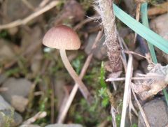 Conócybe echináta, (bodičasta stožka)