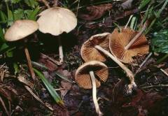 Conócybe macrocéphala, glavata stožka