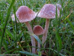 Conócybe pygmaéoaffínis, belobetna stožka